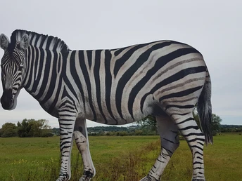 Zebra in den Schwalmwiesen