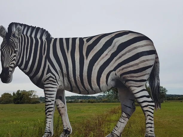 Zebra in den Schwalmwiesen