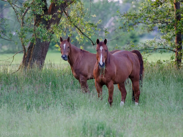 Zwei braune Pferde stehen auf einer grünen Wiese vor Bäumen, das vordere schaut in die Kamera.