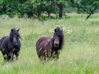 Zwei schwarze Ponys grasen auf einer saftigen Wiese, umgeben von grünen Bäumen im Hintergrund.