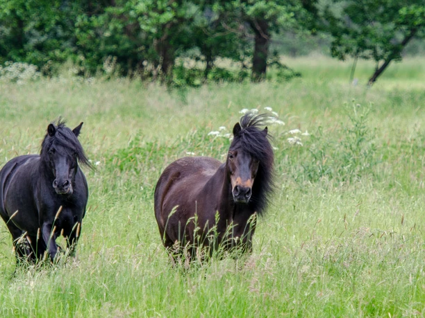 Zwei schwarze Ponys grasen auf einer saftigen Wiese, umgeben von grünen Bäumen im Hintergrund.
