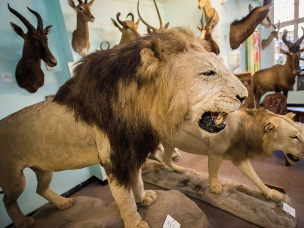 Wasserschloss Heerse Ausgestellter Löwe im Wasserschloss Heerse.