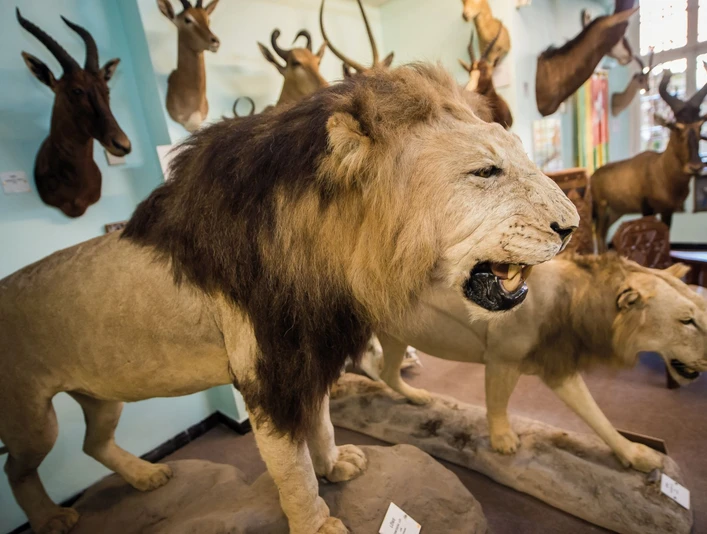 Wasserschloss Heerse Ausgestellter Löwe im Wasserschloss Heerse.