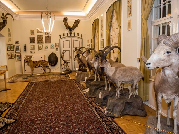 Wasserschloss Heerse Flur im Wasserschloss Heerse mit Ausgestellten Tieren.