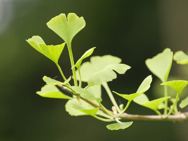 Gingko-Baum Nahaufnahme vom Gingko-Baum.