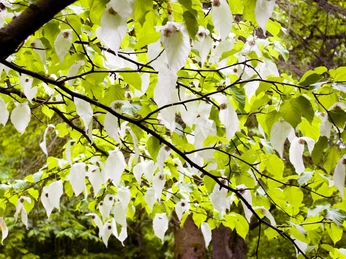 Taschentuchbaum Nahaufnahme vom Blühenden Taschentuchbaum.