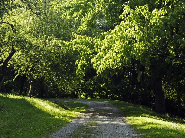 Wanderweg im Buddenberg-Arboretum.