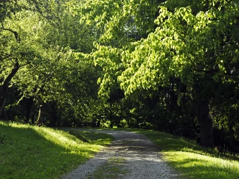 Buddenberg-Arboretum Wanderweg im Buddenberg-Arboretum.