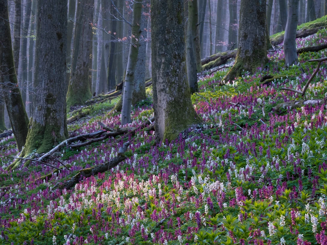 Freeden Lerchensporn_Vincent Croce_01.jpg