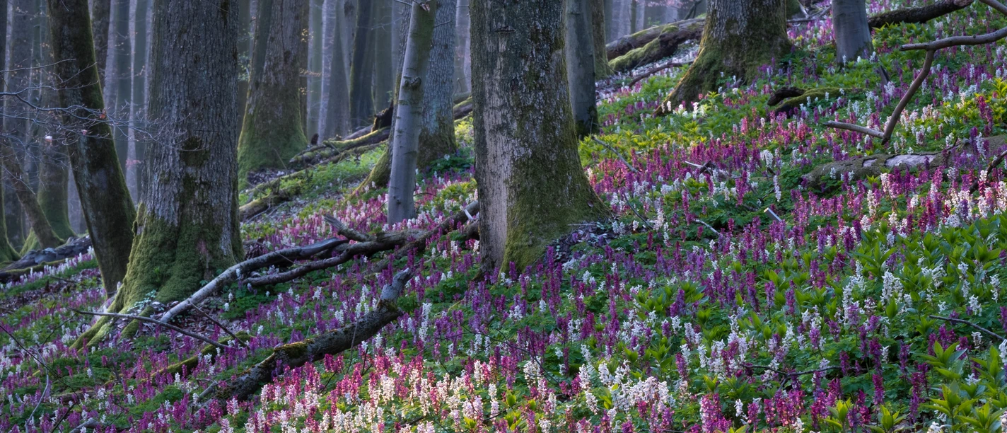 Freeden Lerchensporn_Vincent Croce_01.jpg