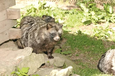 Tierpark Rose Röhrenfurth
