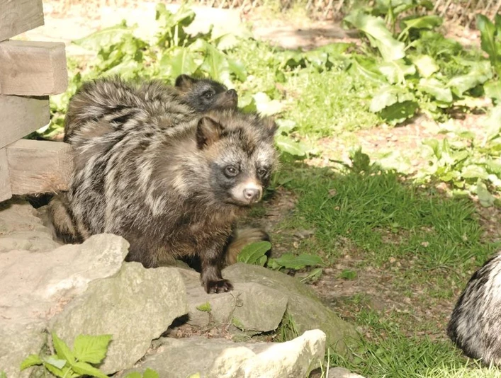 Tierpark Rose Röhrenfurth