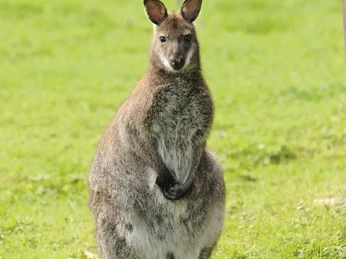 Kanguru Tierpark Rose Röhrenfurth