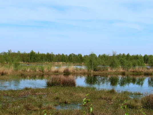 Provinzialmoor, Naturschutzgebiet bei Twist ©Naturpark Moor-Veenland (11).JPG