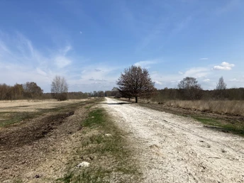 Oppenweher Moor Weißer Kiesweg führt durch das Oppenweher Moor, flankiert von kahlen Bäumen und strahlend blauem Himmel.