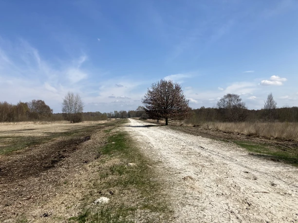 Oppenweher Moor Weißer Kiesweg führt durch das Oppenweher Moor, flankiert von kahlen Bäumen und strahlend blauem Himmel.