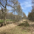 Natürlicher Pfad durch das Oppenweher Moor, gesäumt von Bäumen unter klarem, blauem Himmel.