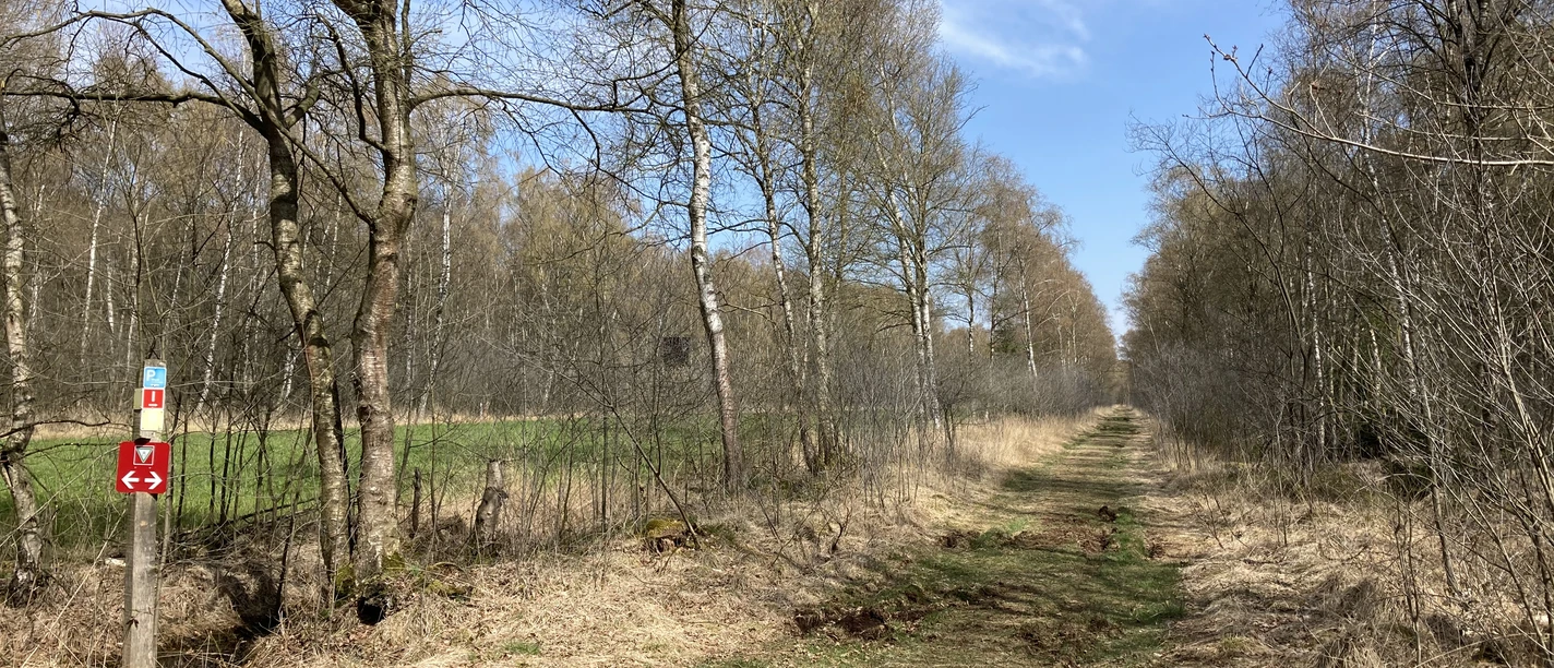 Natürlicher Pfad durch das Oppenweher Moor, gesäumt von Bäumen unter klarem, blauem Himmel.