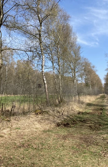 Natürlicher Pfad durch das Oppenweher Moor, gesäumt von Bäumen unter klarem, blauem Himmel.