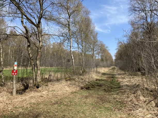 Oppenweher Moor Natürlicher Pfad durch das Oppenweher Moor, gesäumt von Bäumen unter klarem, blauem Himmel.