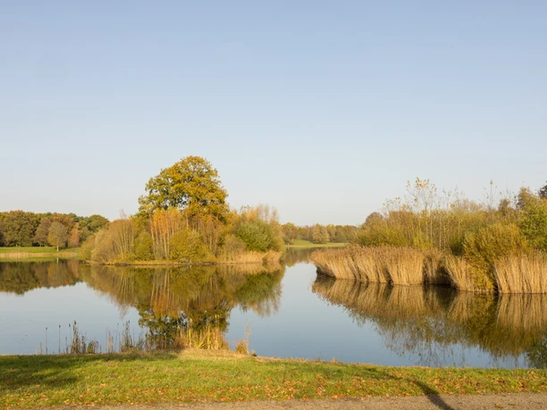 Ein ruhiger See mit Schilfbewuchs, gesäumt von herbstlichen Bäumen unter einem klaren Himmel.