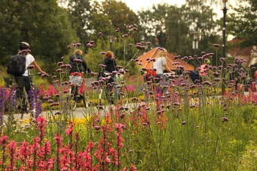 Radler im Flora-Westfalica-Park Ein blühender Gartenweg im Sommer, gesäumt von lila und rosa Blumen, Radfahrer im Hintergrund.