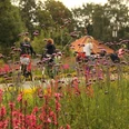 Radler im Flora-Westfalica-Park Ein blühender Gartenweg im Sommer, gesäumt von lila und rosa Blumen, Radfahrer im Hintergrund.