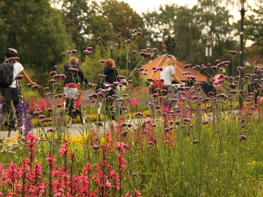 Radler im Flora-Westfalica-Park Ein blühender Gartenweg im Sommer, gesäumt von lila und rosa Blumen, Radfahrer im Hintergrund.