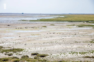 Salzwiesen-Wattenmeer