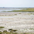 Salzwiesen-Wattenmeer.jpg Salzwiesen-Wattenmeer