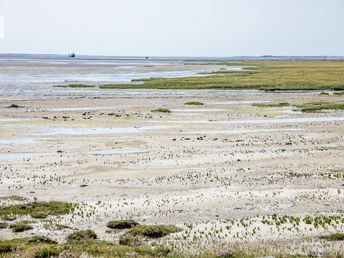 Salzwiesen-Wattenmeer.jpg Salzwiesen-Wattenmeer