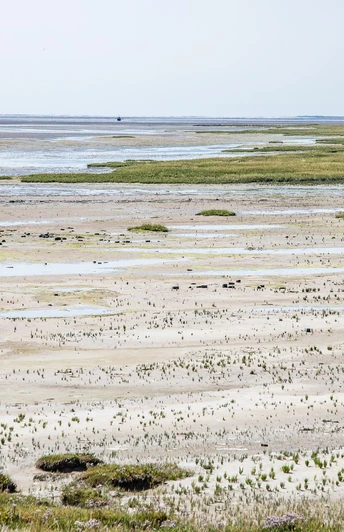 Salzwiesen-Wattenmeer.jpg Salzwiesen-Wattenmeer