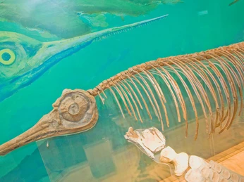 Geopark Infozentrum - Fischsaurier Geopark Infozentrum - Fischsaurier