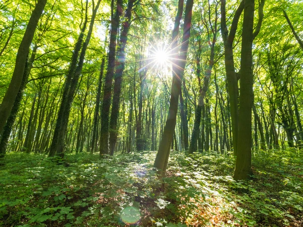 Sonnenlicht durchdringt einen dichten Wald mit hochgewachsenen Bäumen und üppigem Bodenbewuchs.