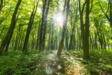 Stemweder Berg Sonnenlicht durchdringt einen dichten Wald mit hochgewachsenen Bäumen und üppigem Bodenbewuchs.