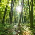 Stemweder Berg Sonnenlicht durchdringt einen dichten Wald mit hochgewachsenen Bäumen und üppigem Bodenbewuchs.