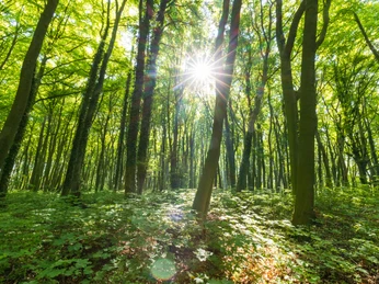 Stemweder Berg Sonnenlicht durchdringt einen dichten Wald mit hochgewachsenen Bäumen und üppigem Bodenbewuchs.