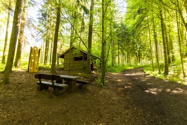 Stemweder Berg Wanderweg durch dichten grünen Wald im Stemweder Berg mit einer Holzbank und einem kleinen Unterstand.