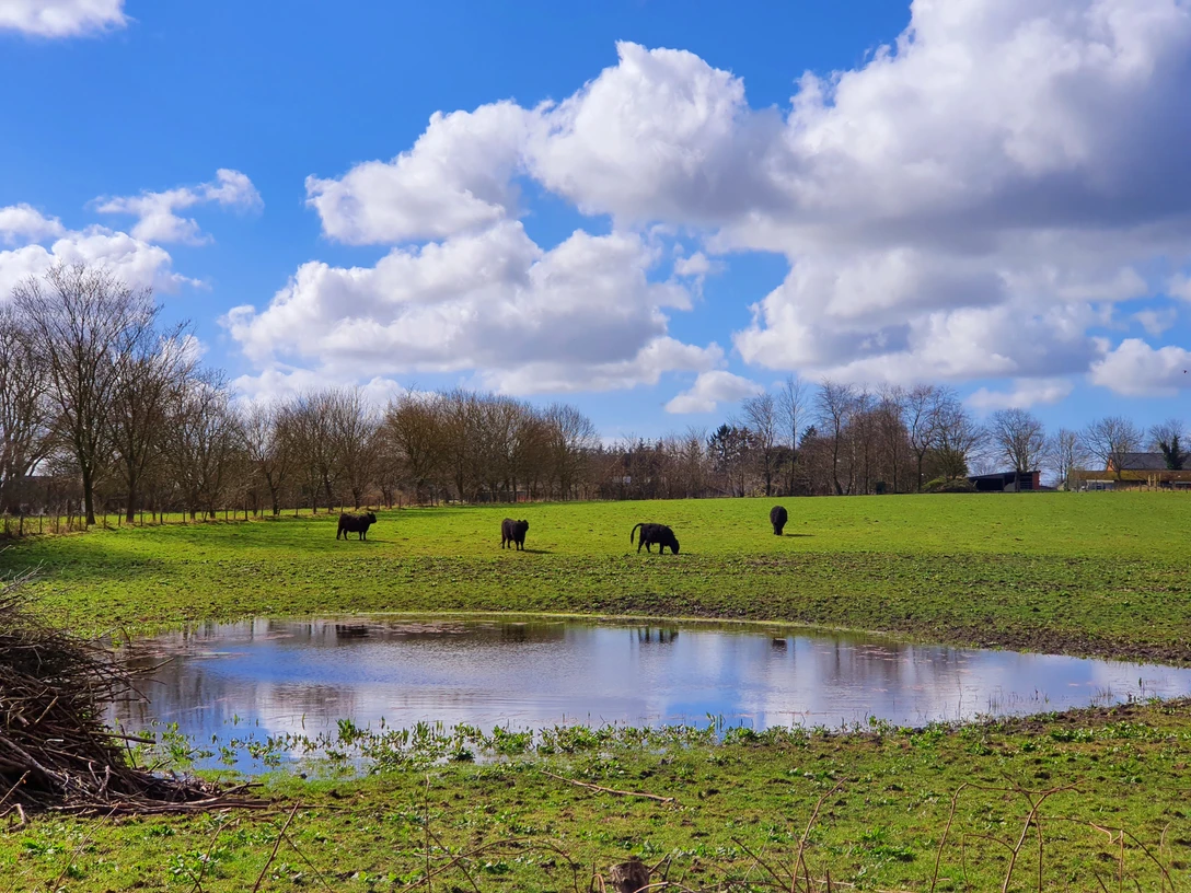 Amphibien-Teich in Barkenholm