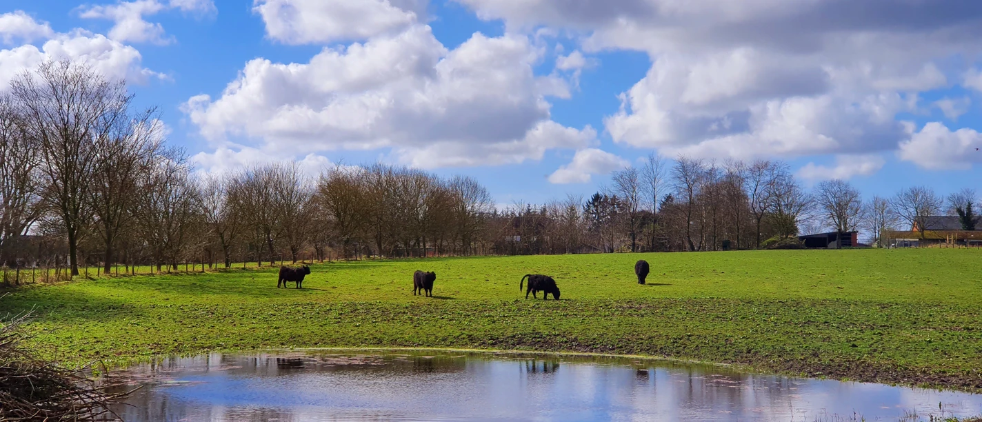 Amphibien-Teich in Barkenholm