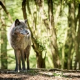 Der Wolf im Wildgehege des WildtierParks Edersee