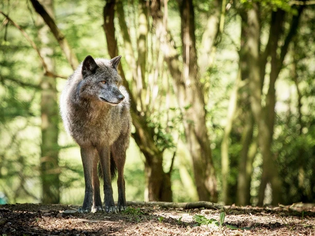 Der Wolf im Wildgehege des WildtierParks Edersee