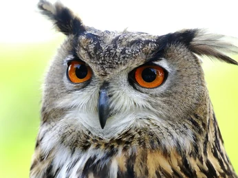 Ein Eule der Greifenwarte des WildtierParks Edersee