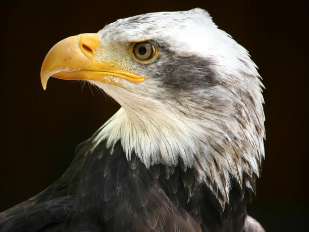 Ein Seeadler der Greifenwarte des WildtierParks Edersee