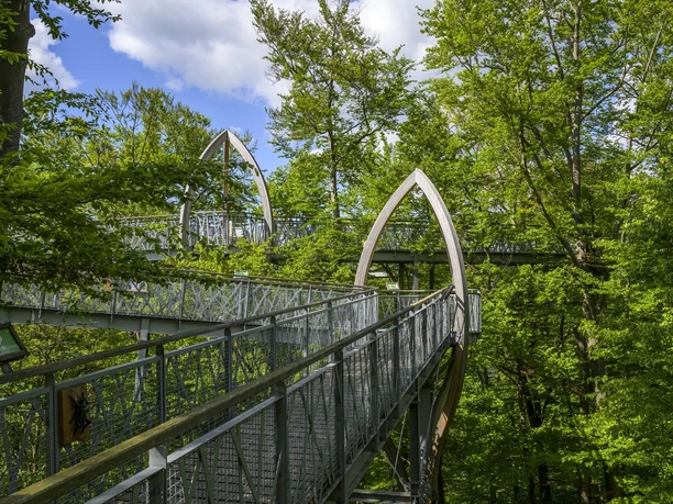 Den Baumwipfeln so nah! Baumkronenweg Edersee