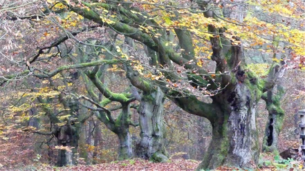 Im Hutewald Halloh