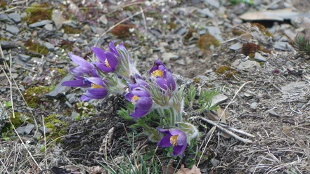 Küchenschellen blühen am Sonderrain (Naturschutzgebiet bei Bad Wildungen)