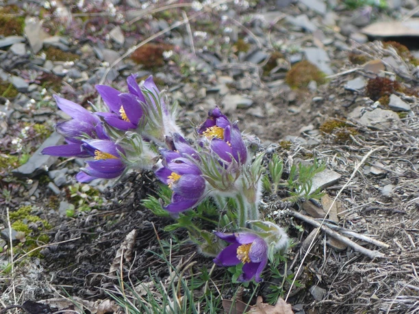 Küchenschellen blühen am Sonderrain (Naturschutzgebiet bei Bad Wildungen)