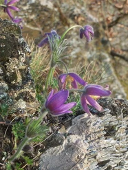 Küchenschellen am Sonderrain (Naturschutzgebiet bei Bad Wildungen)