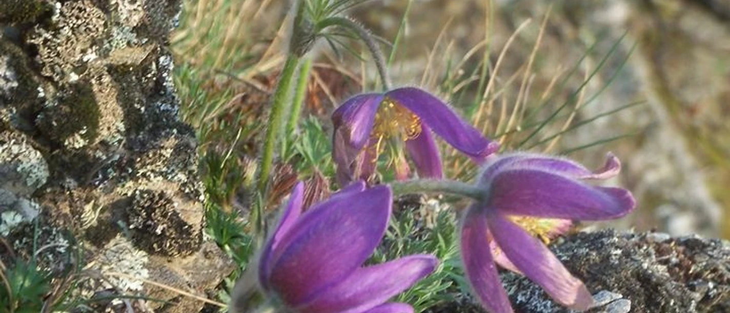 Küchenschellen am Sonderrain (Naturschutzgebiet bei Bad Wildungen)